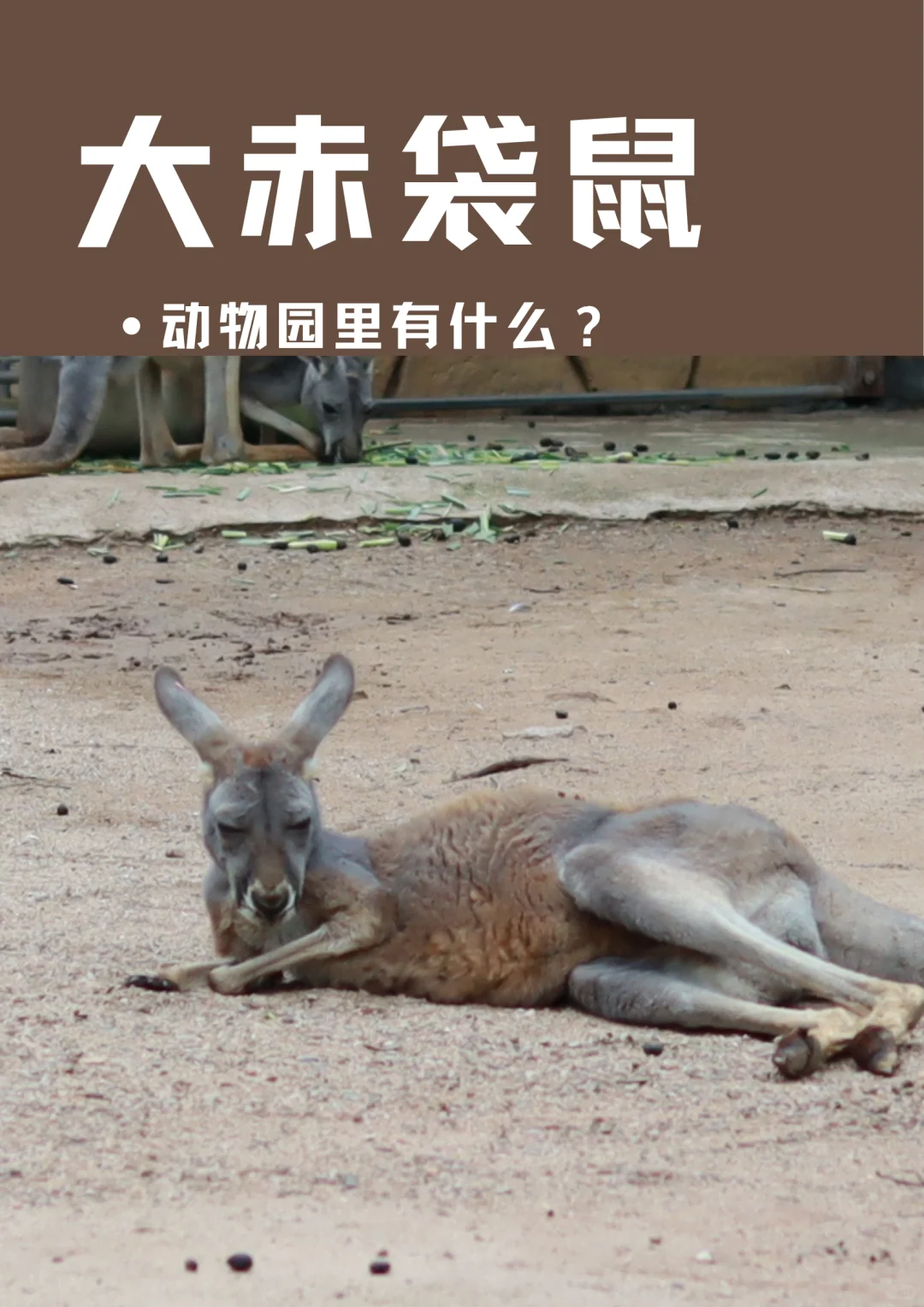 广州动物园里有什么——有点妖娆的袋鼠