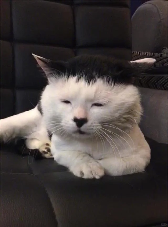 谁懂啊！这猫太有特色了