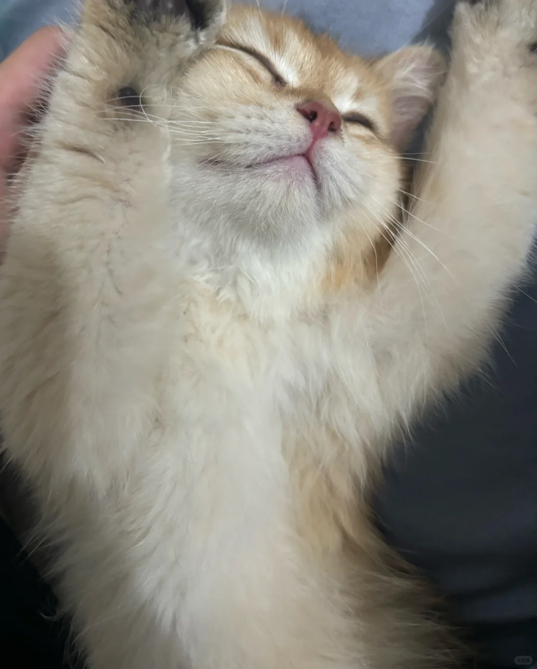 谁家的猫这样睡啊