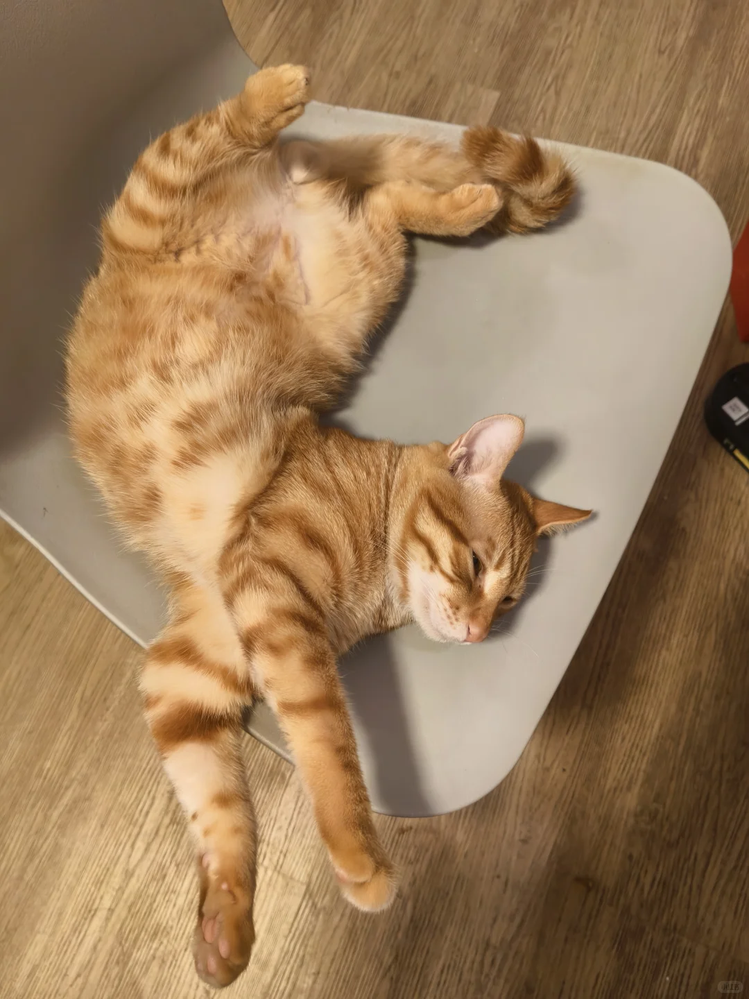 这睡姿，怕是个人🤣