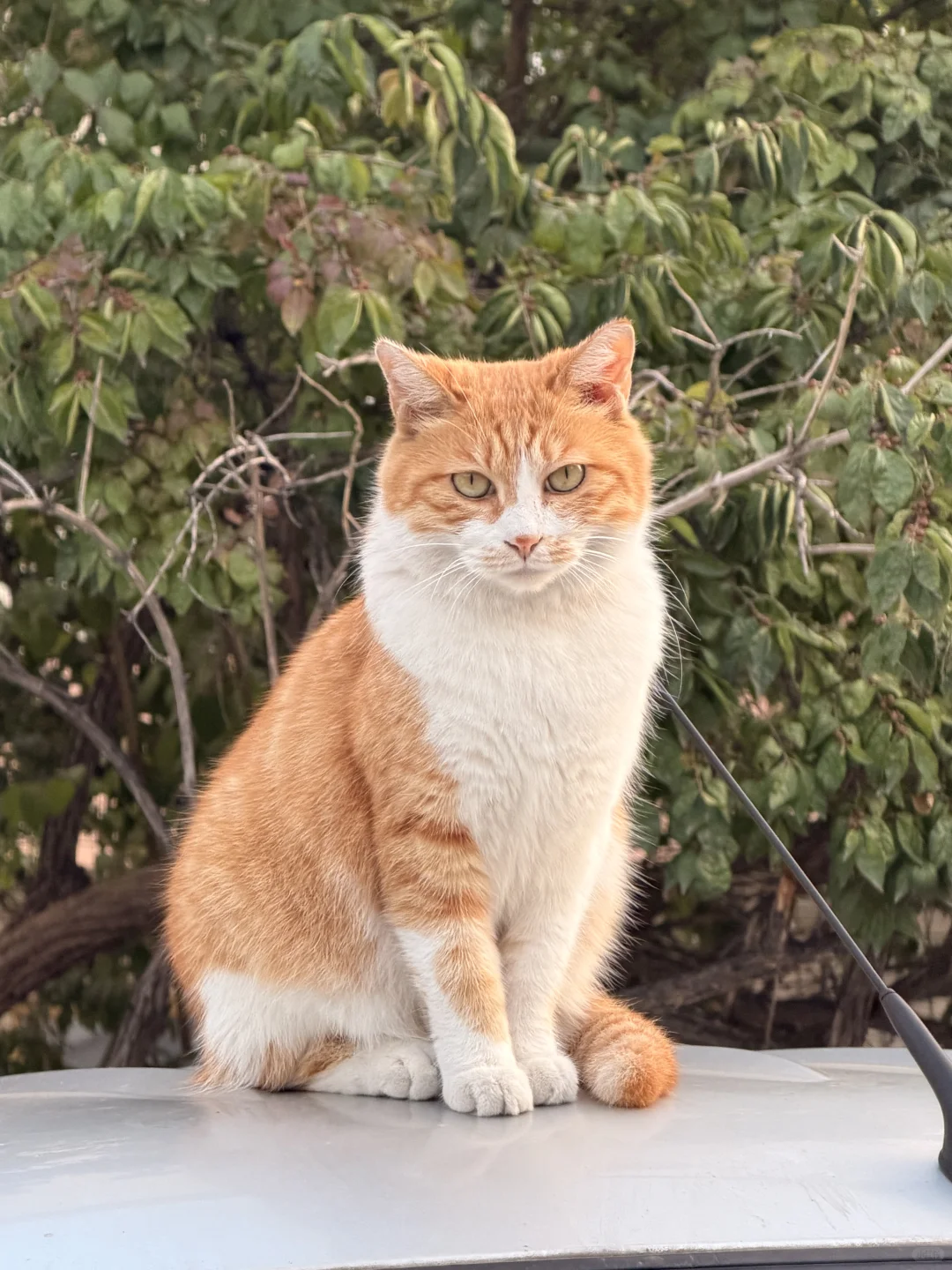 美照征集中！！！