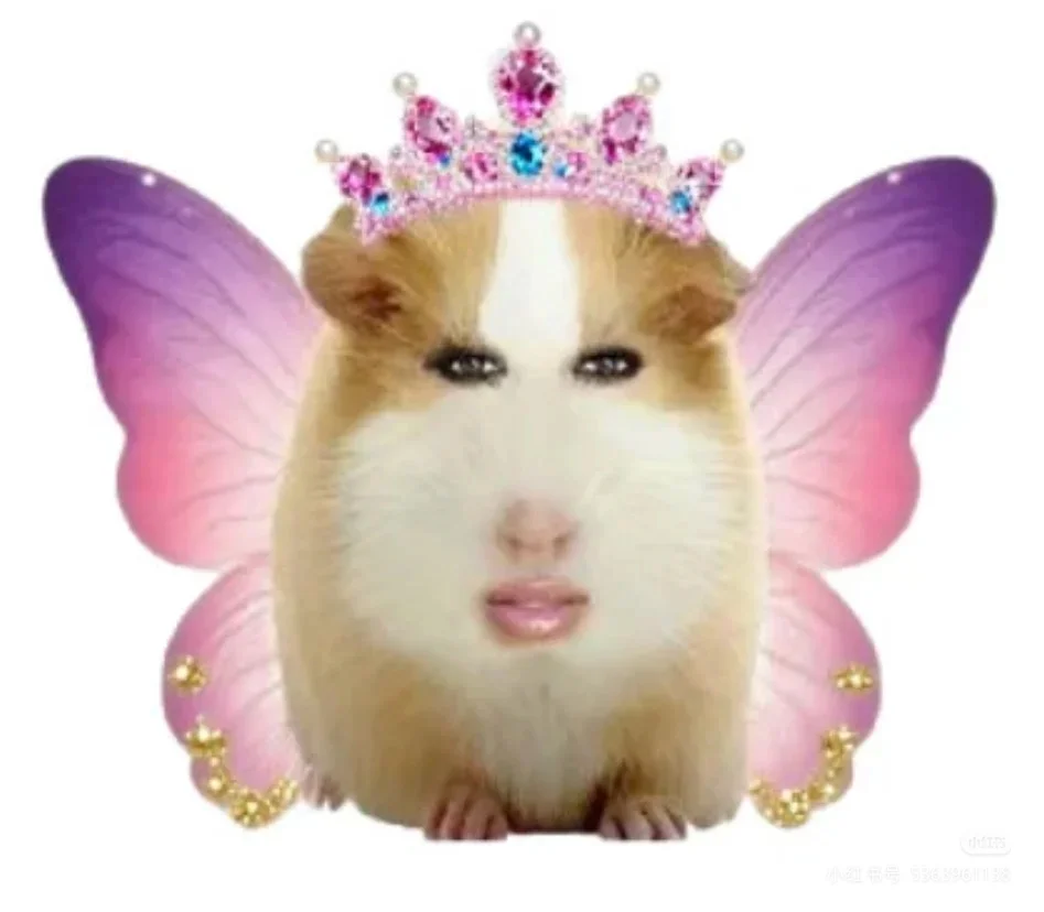 猪精图片第一期