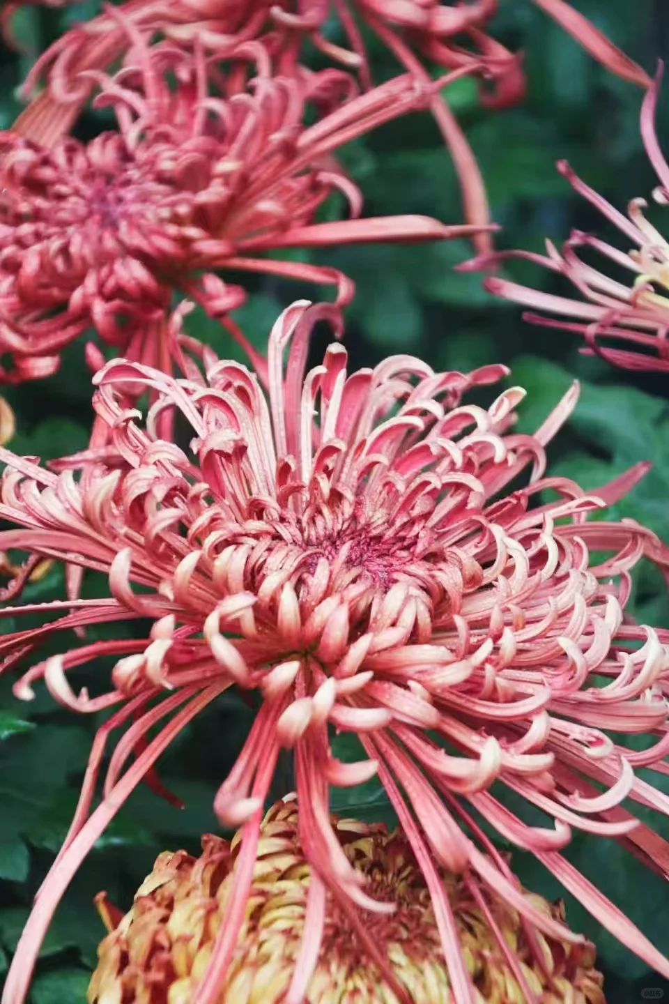 狮子林菊花展｜最是人间富贵花