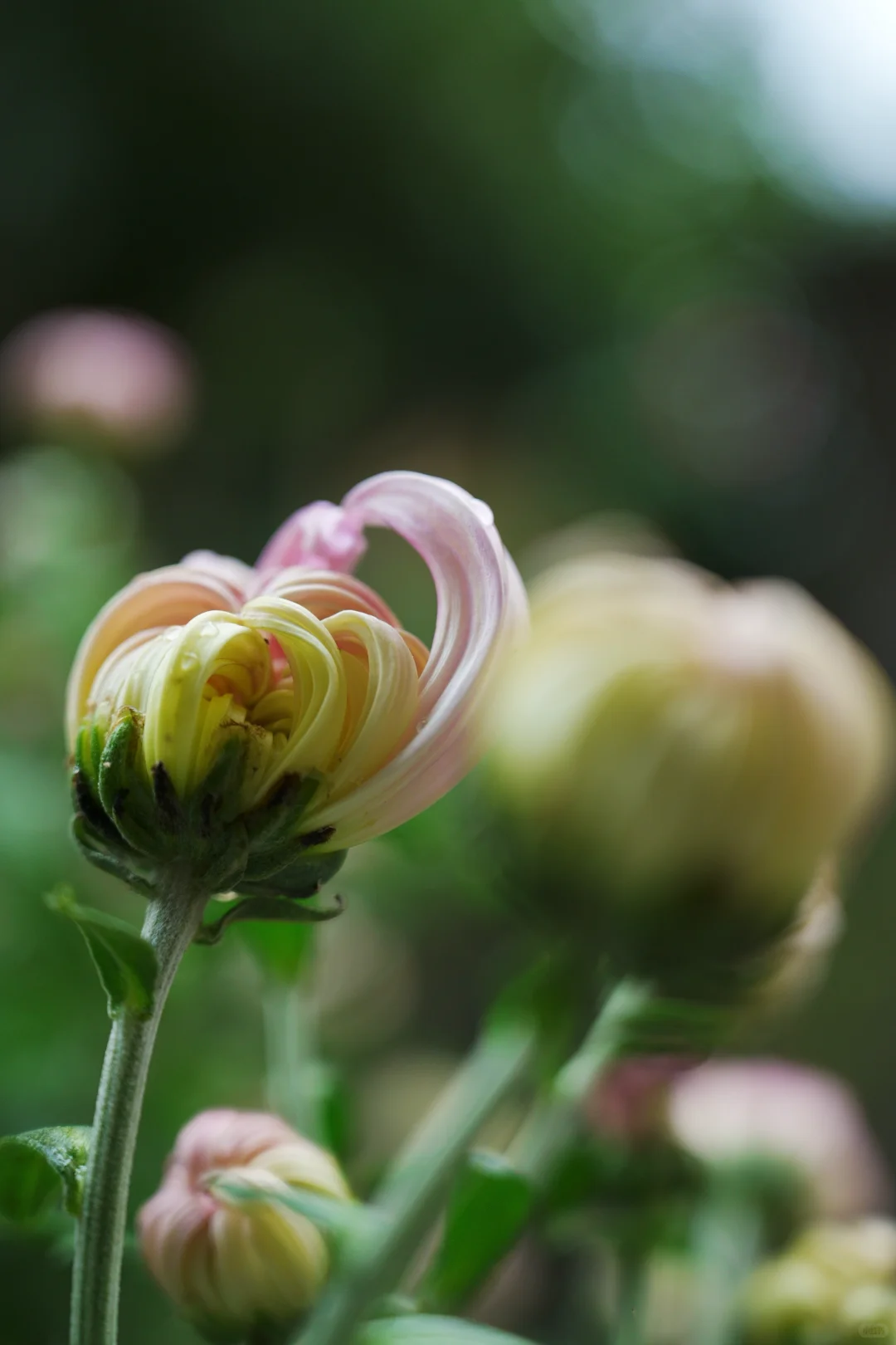 雨，未出门，拍自家的花～