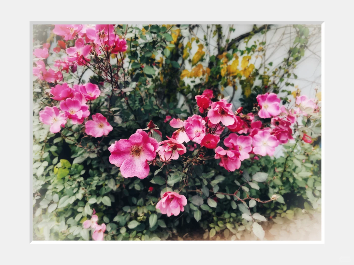 摄影｜秋也娇艳