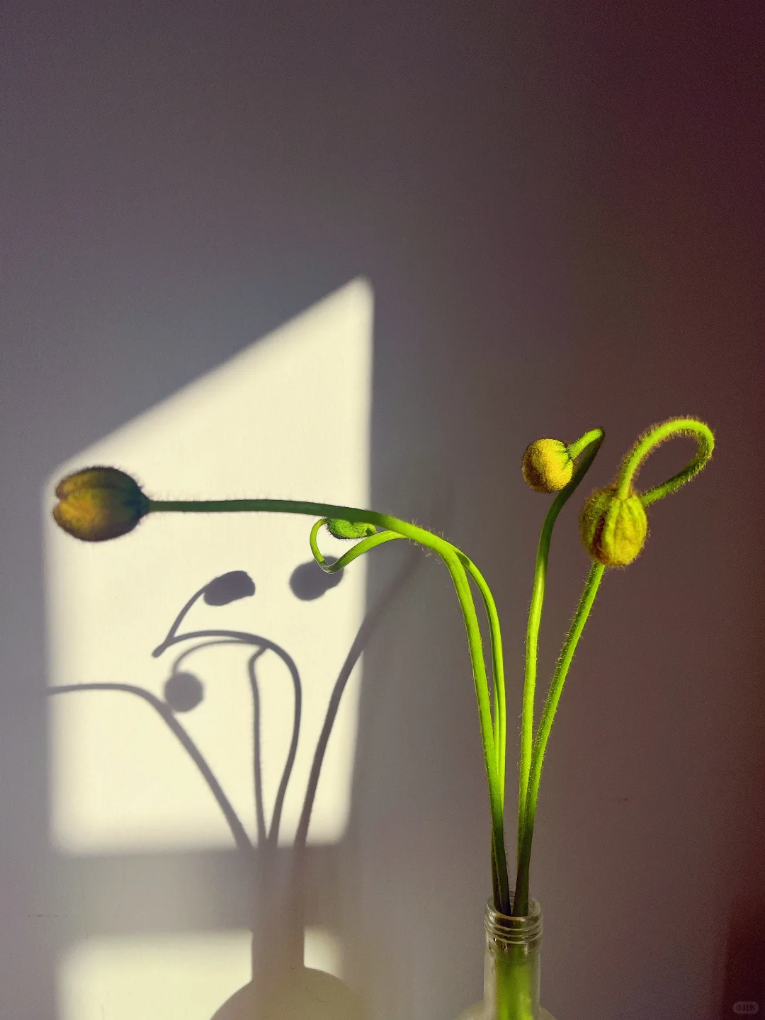 论妖娆还得看虞美人