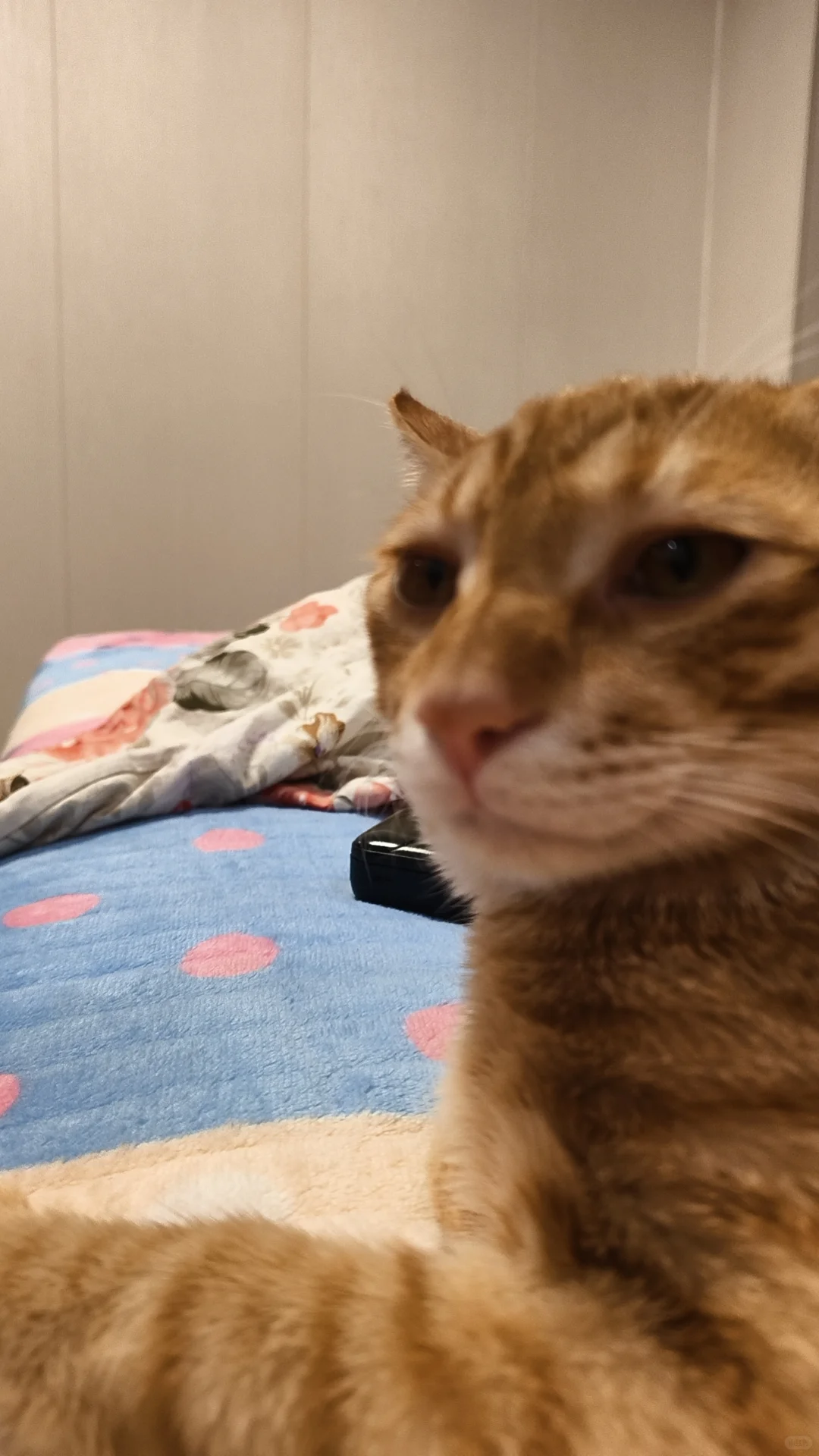 这睡姿，怕是个人🤣