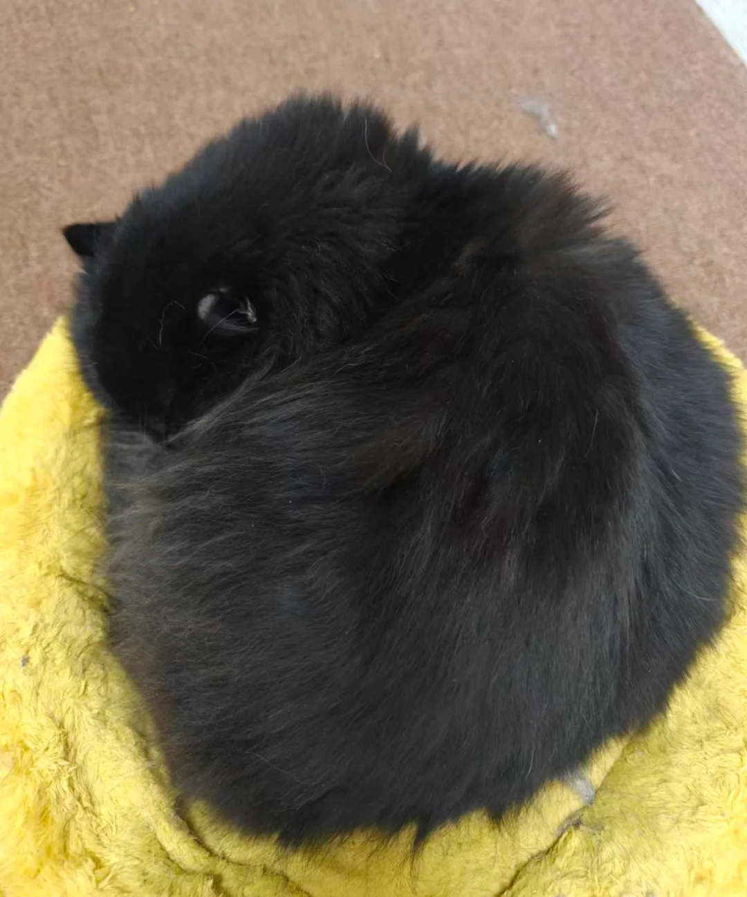 朋友遇到的猫有点像68