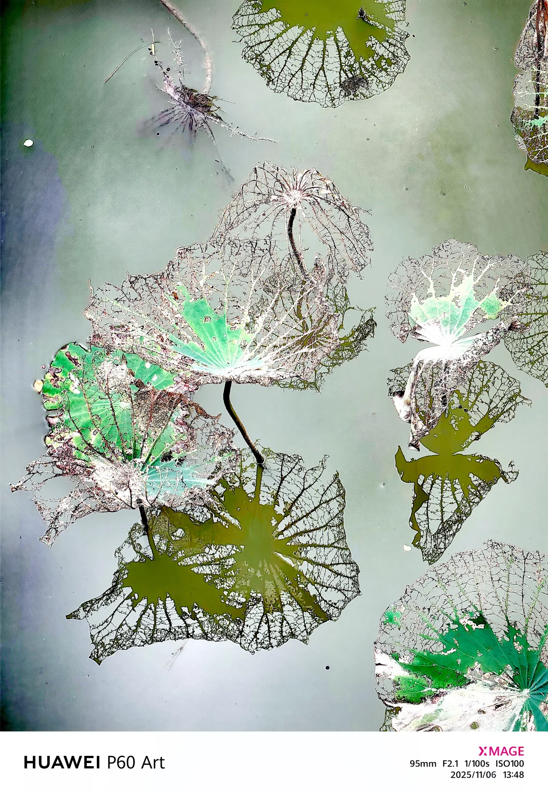 秋日的残荷秋日的残荷虽然没有夏日荷花那