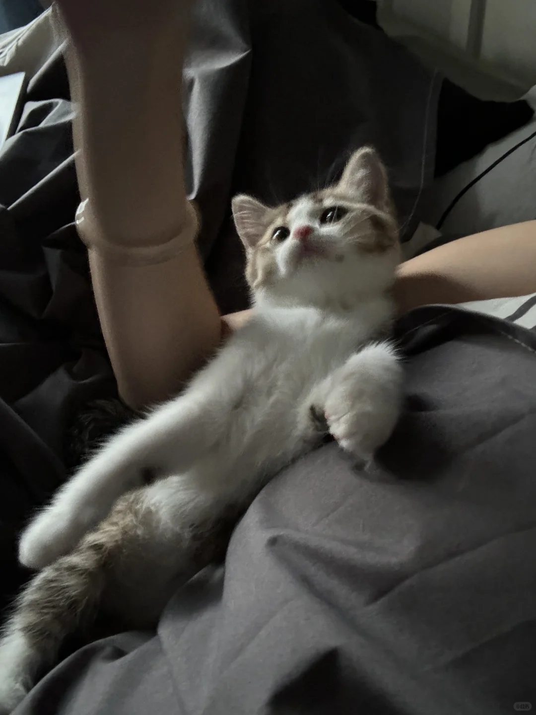 当年之事真的不能怪纣王…