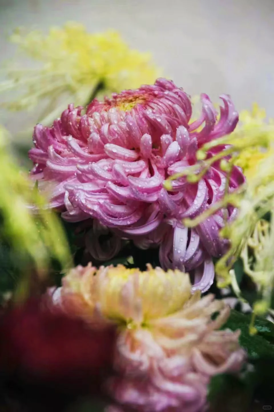 狮子林菊花展｜最是人间富贵花