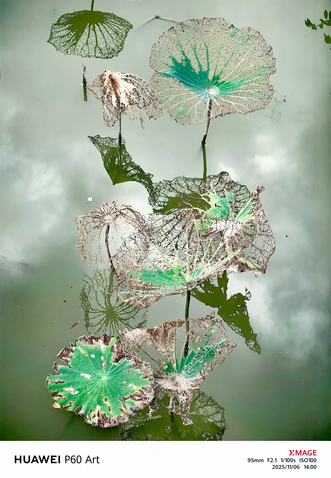 秋日的残荷秋日的残荷虽然没有夏日荷花那