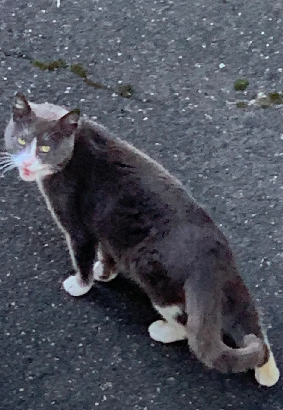 丰腴的贵妇。就差一条珍珠项链了。