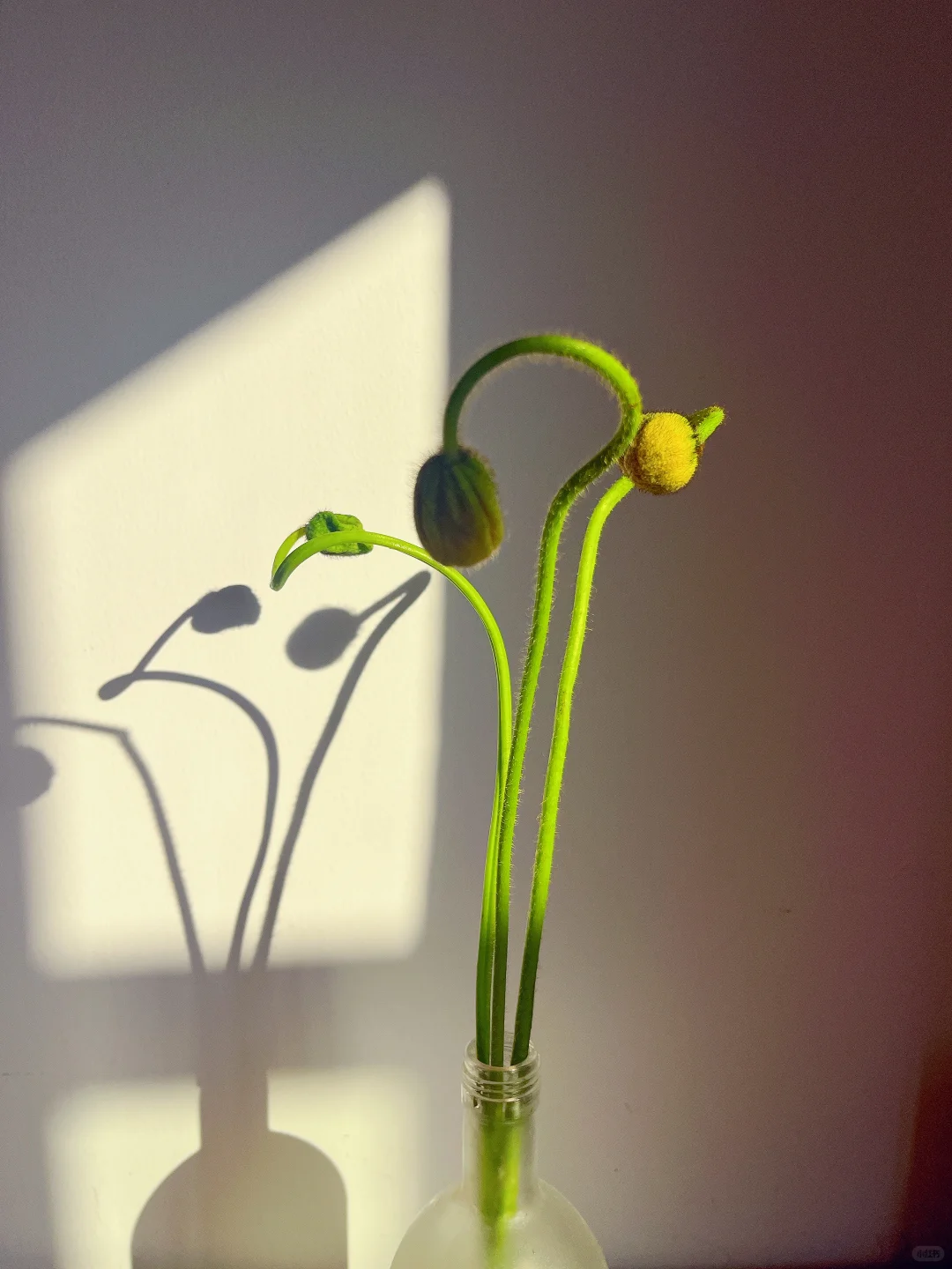 论妖娆还得看虞美人