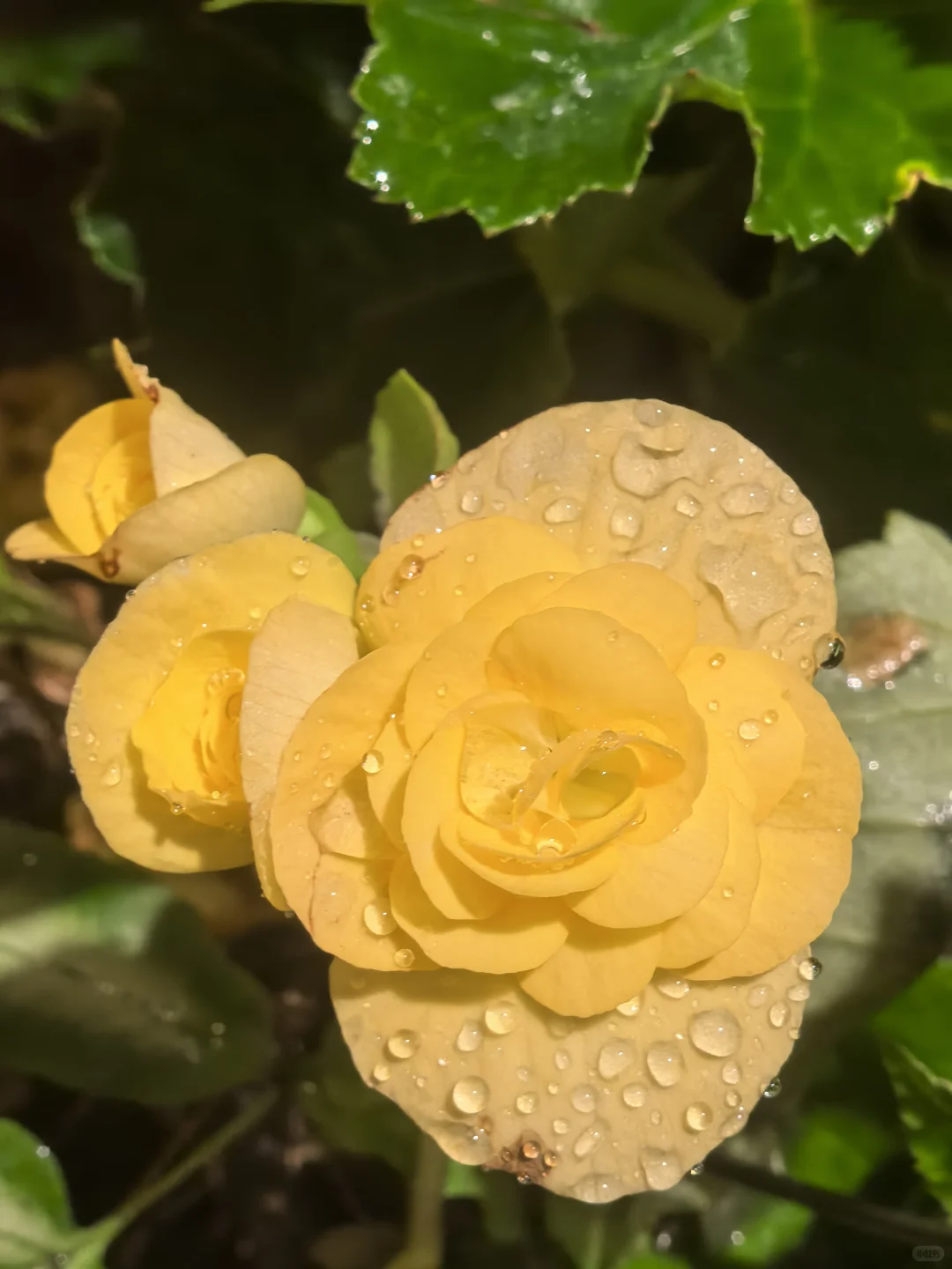 娇艳欲滴🌸🌼🌺