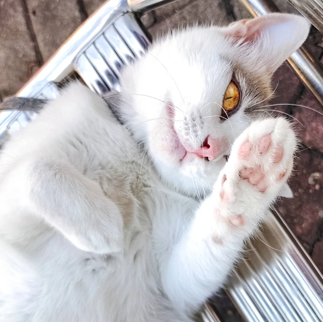 妩媚娇羞于一身