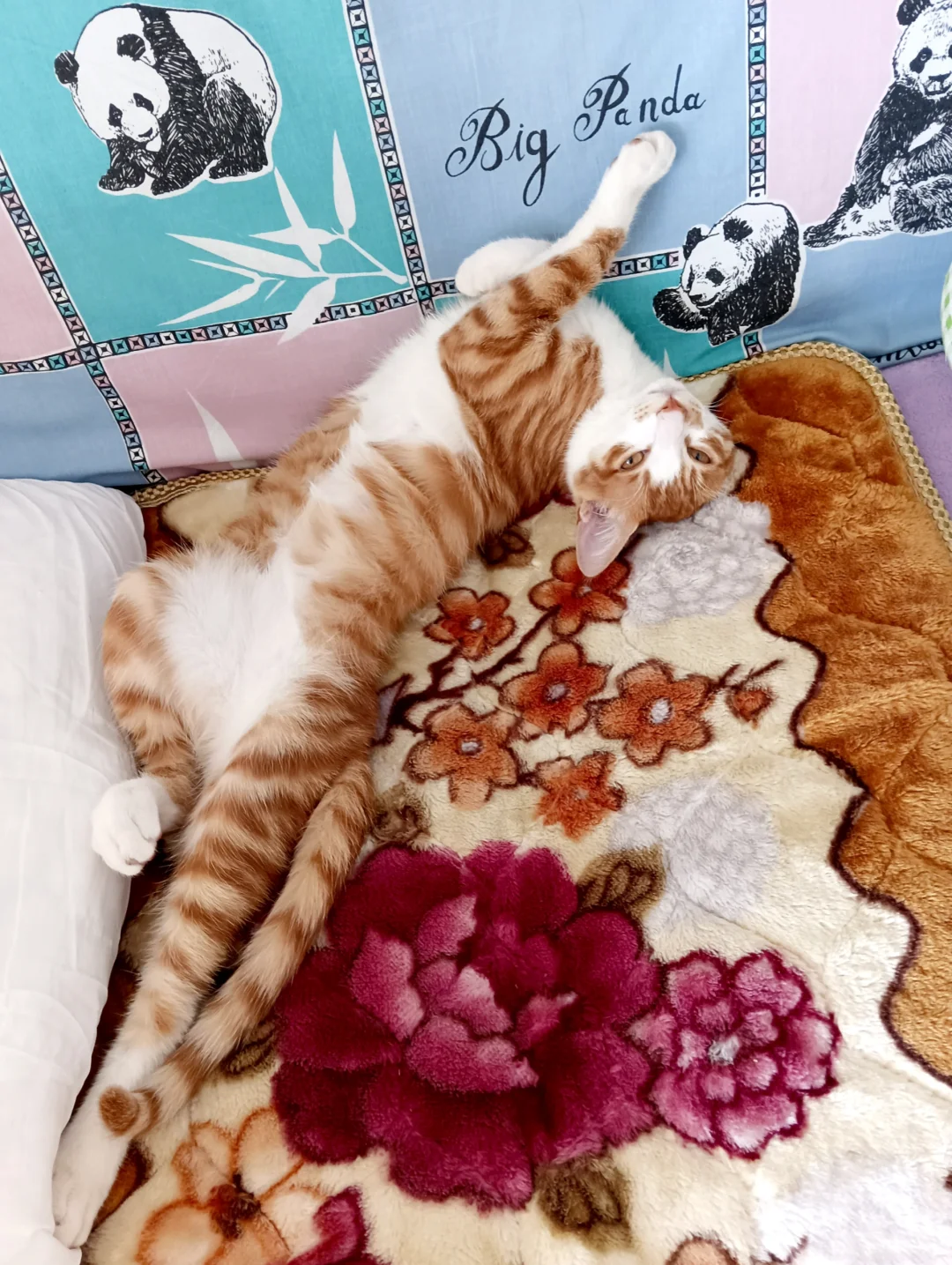 家有小猫，猫猫睡姿超绝！