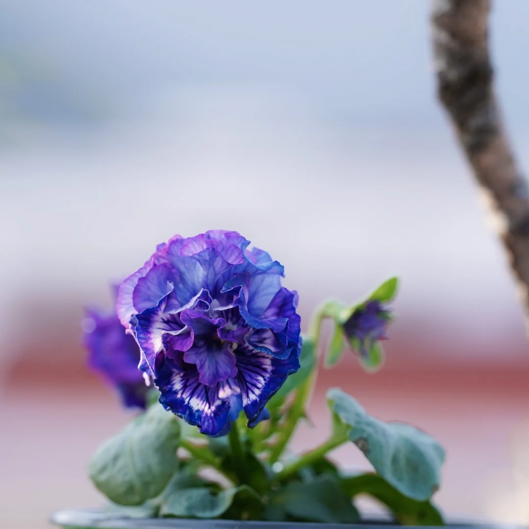 青之幻想和妖艳小花