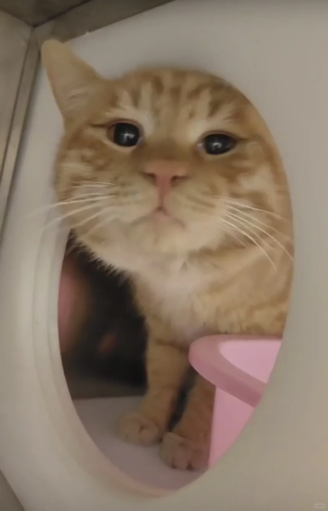 美照征集中！！！