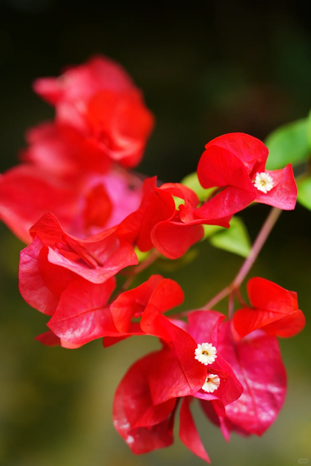 雨，未出门，拍自家的花～