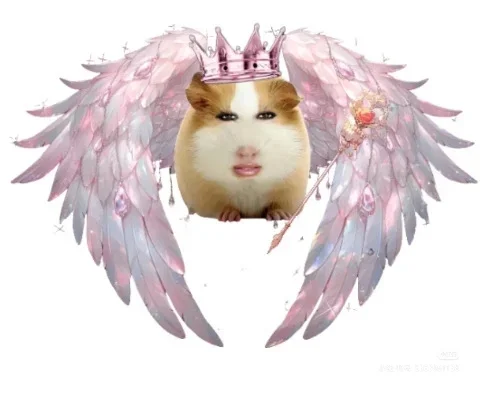 猪精图片第一期