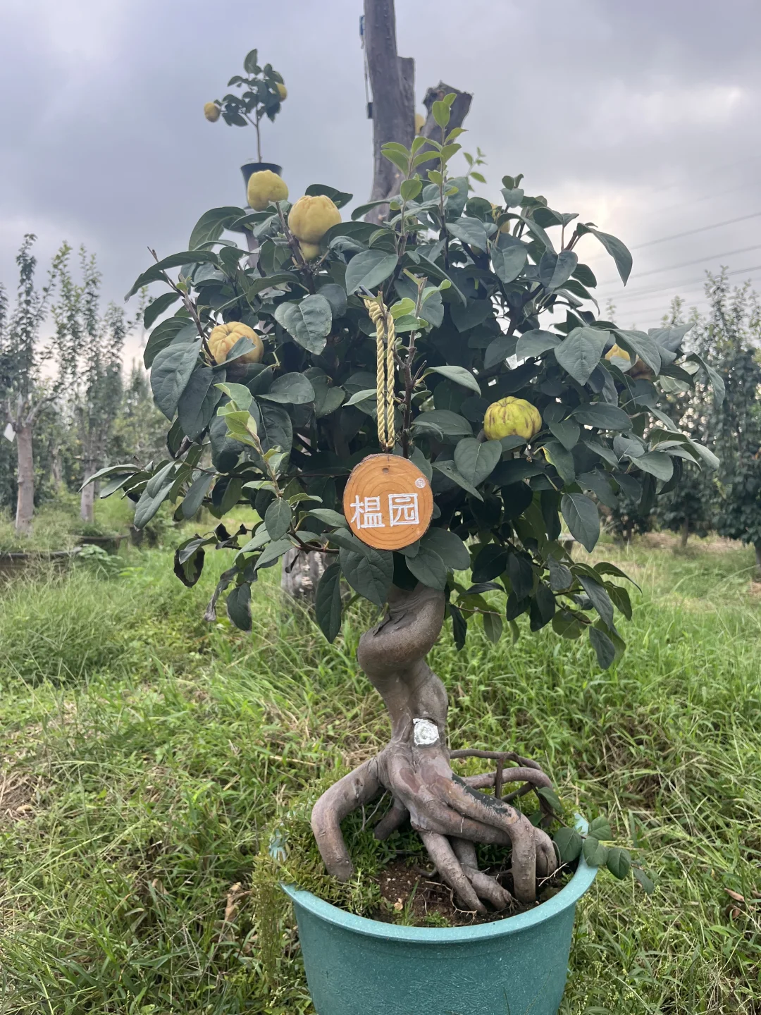 我家小院子里的榅桲树