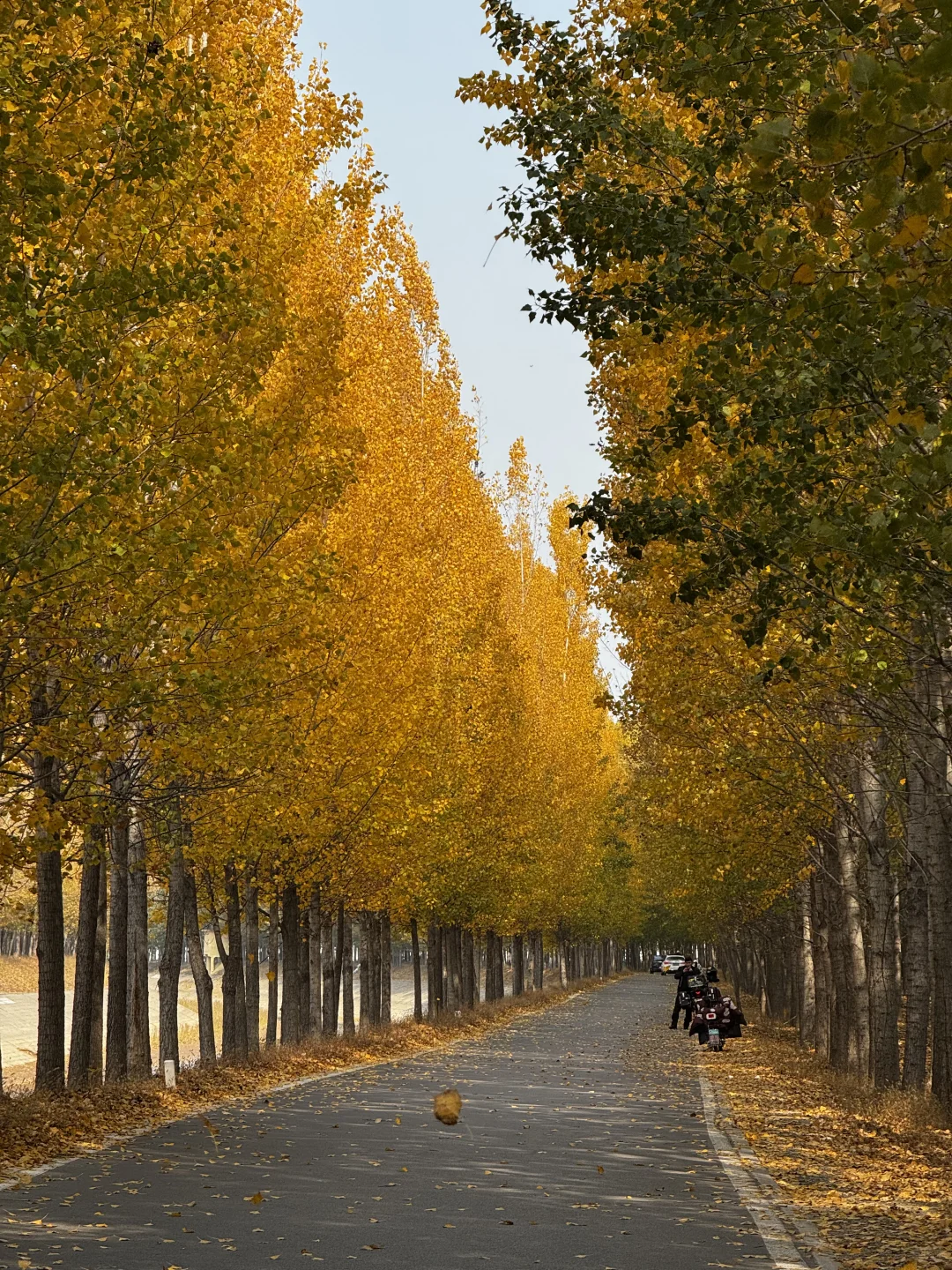打卡聊城秋天最佳观赏地🍂