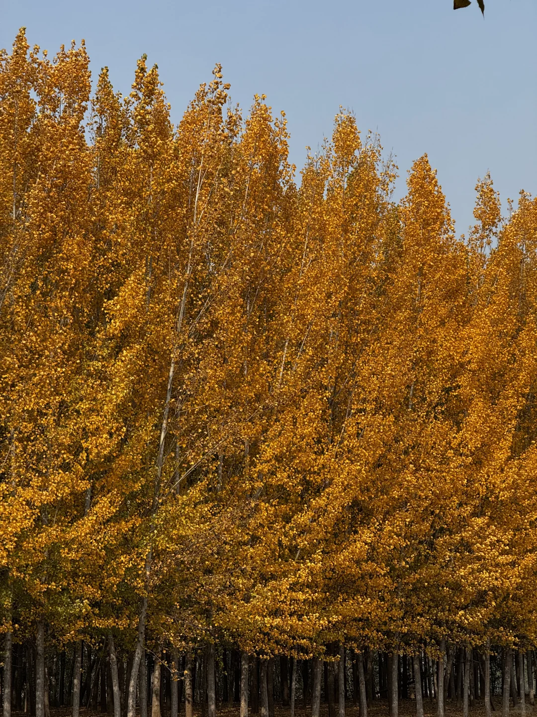 打卡聊城秋天最佳观赏地🍂