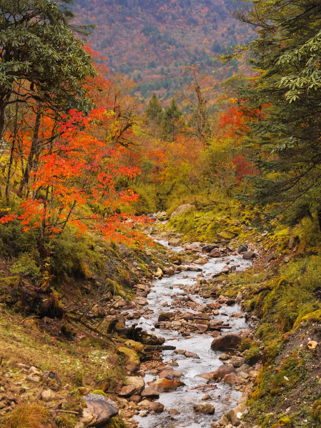 喇叭河秋景正当时🍁交换一张你拍的秋!