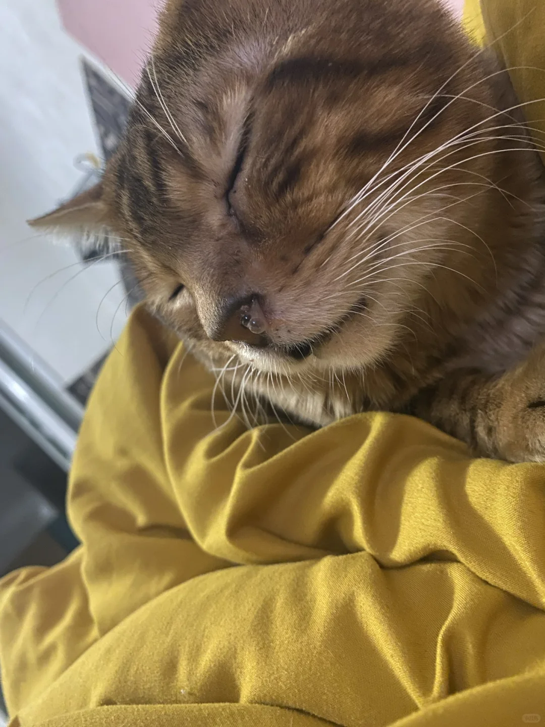 想看看小猫睡觉的照片！