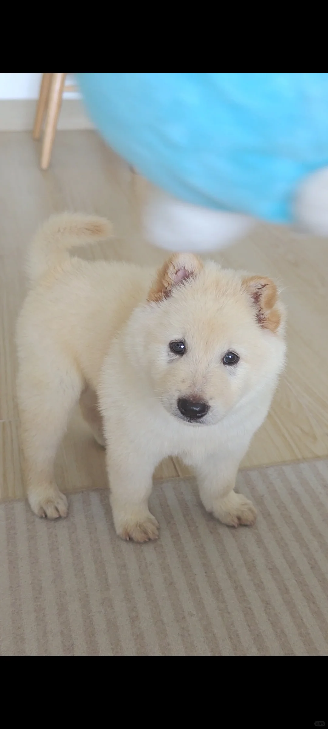 翻到相册里到家第一天的小鼻嘎多多