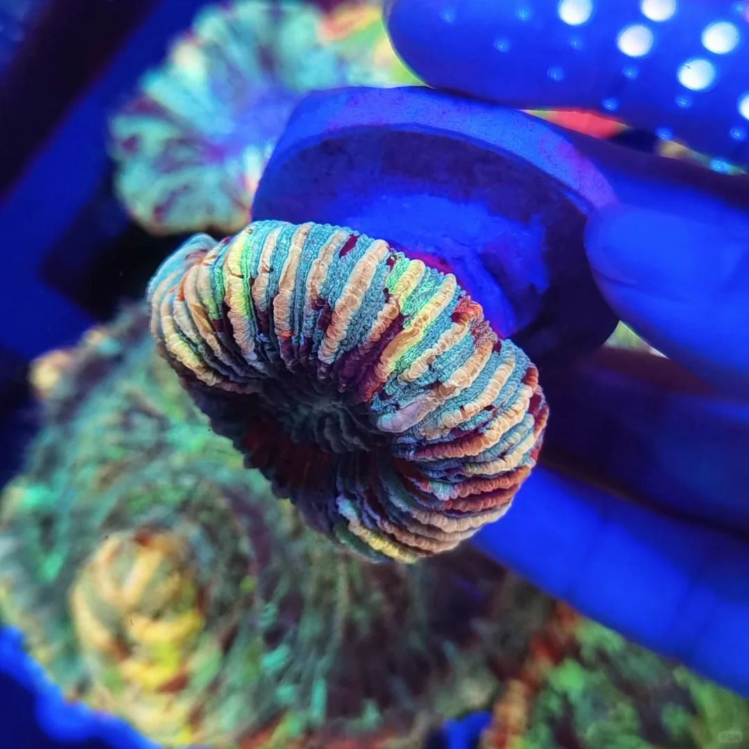 依旧会被这颗八字脑着迷