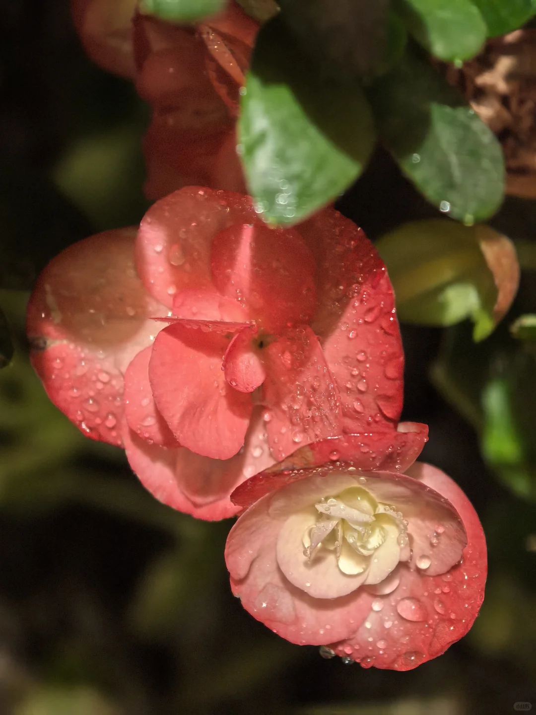 娇艳欲滴🌸🌼🌺