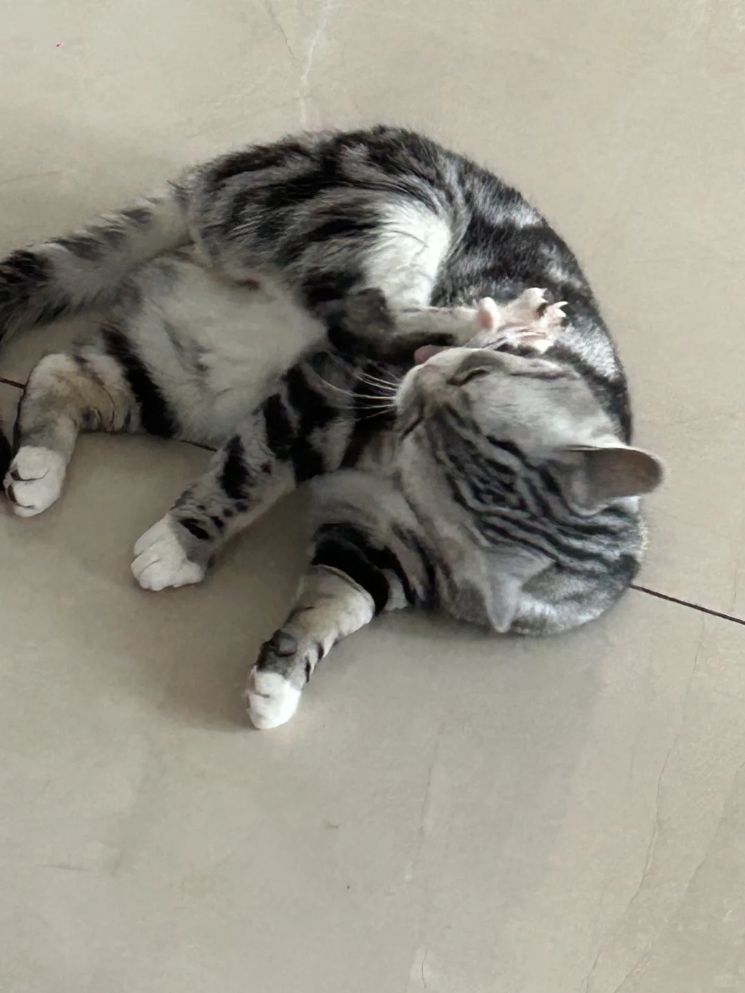 爱猫脚脚舔美足照片