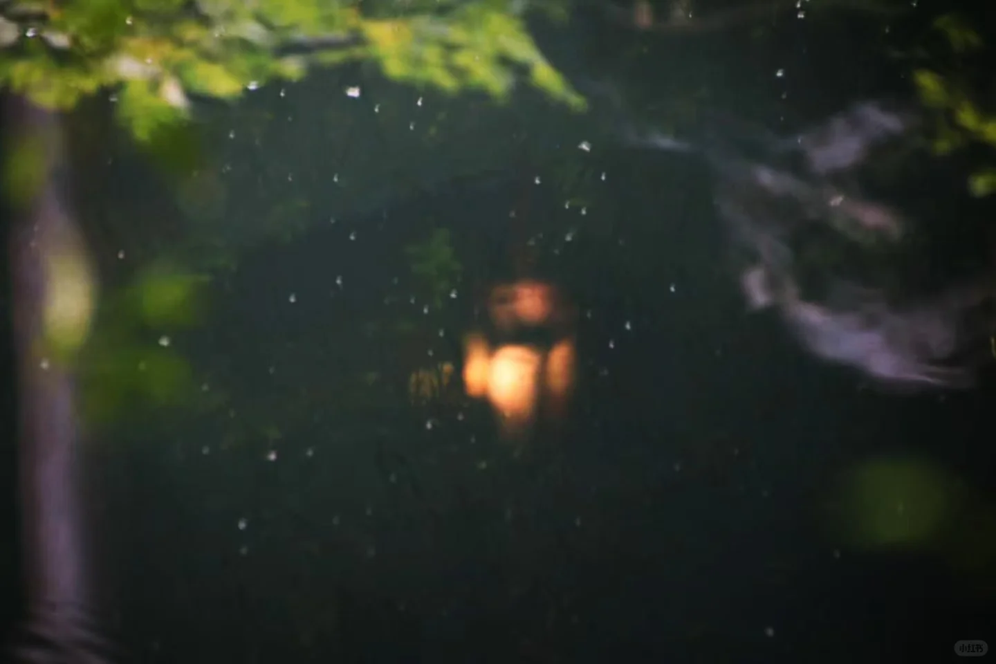 狮子林菊花展｜最是人间富贵花