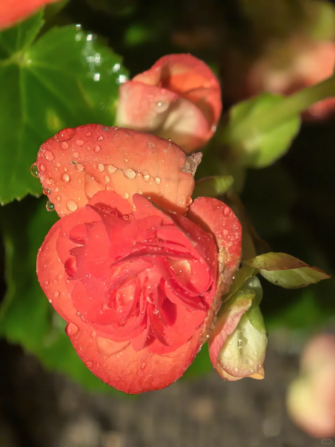 娇艳欲滴🌸🌼🌺