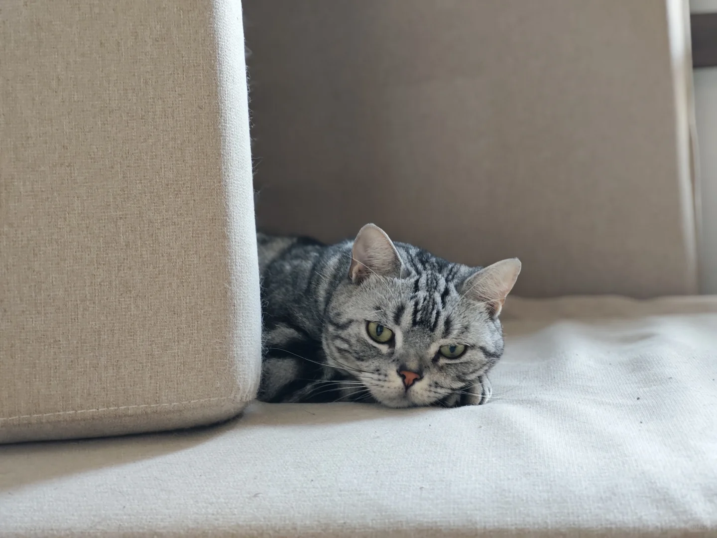 给大家表演一个劈叉喵