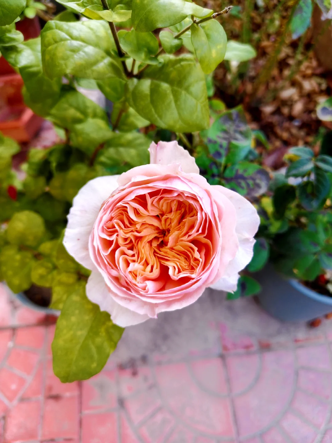 大美女朱丽叶，深秋季节依然娇艳