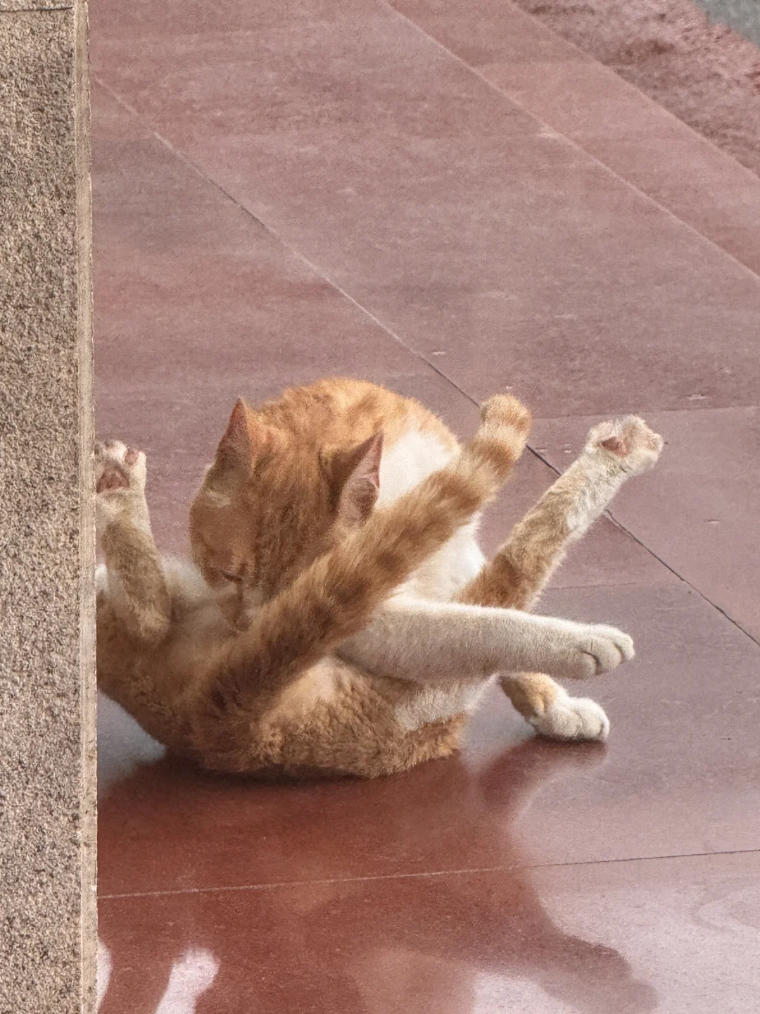 美照征集中！！！