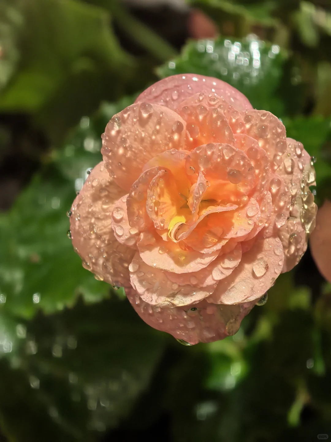 娇艳欲滴🌸🌼🌺