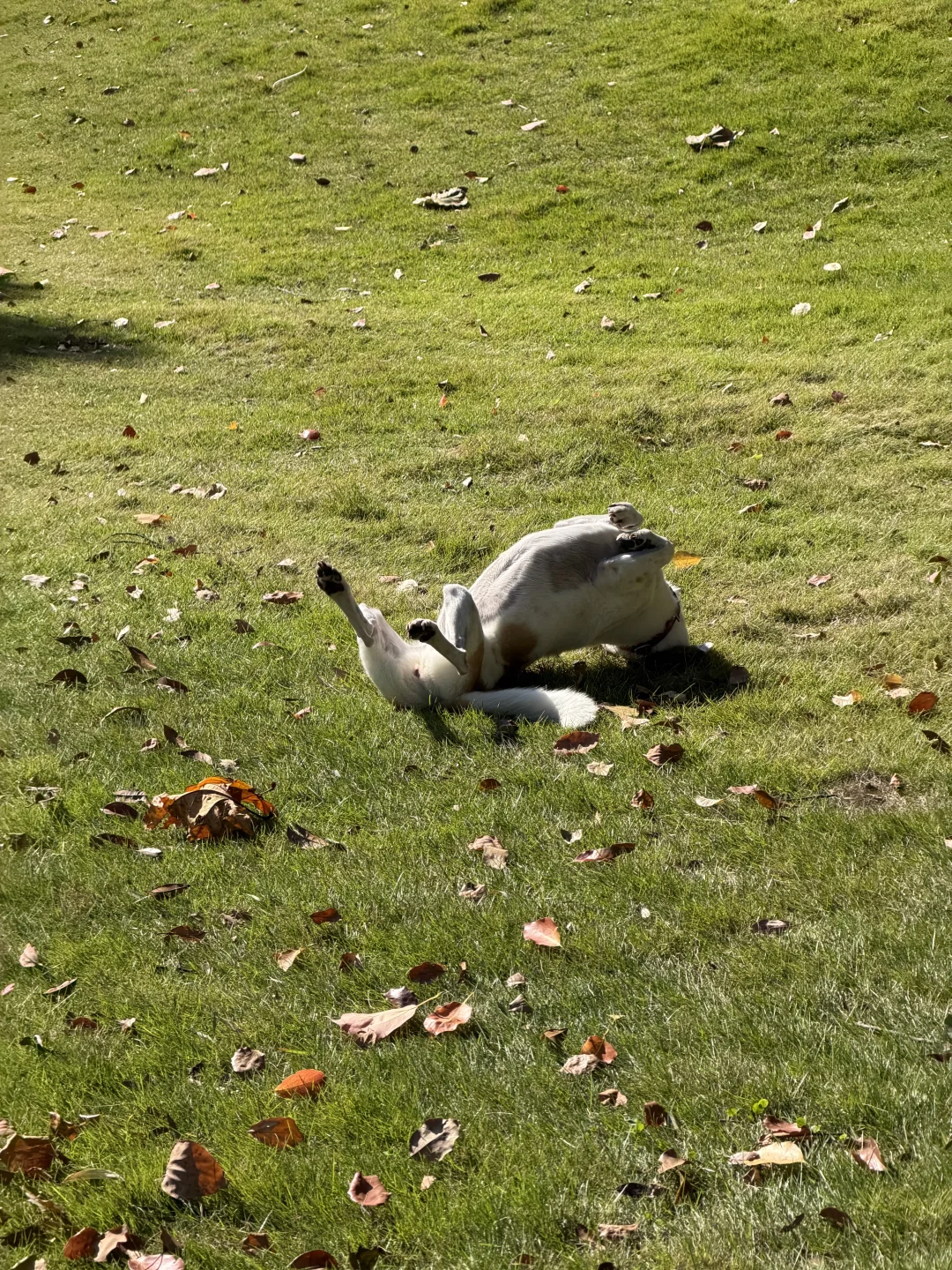 周四疯语：上班像秋游