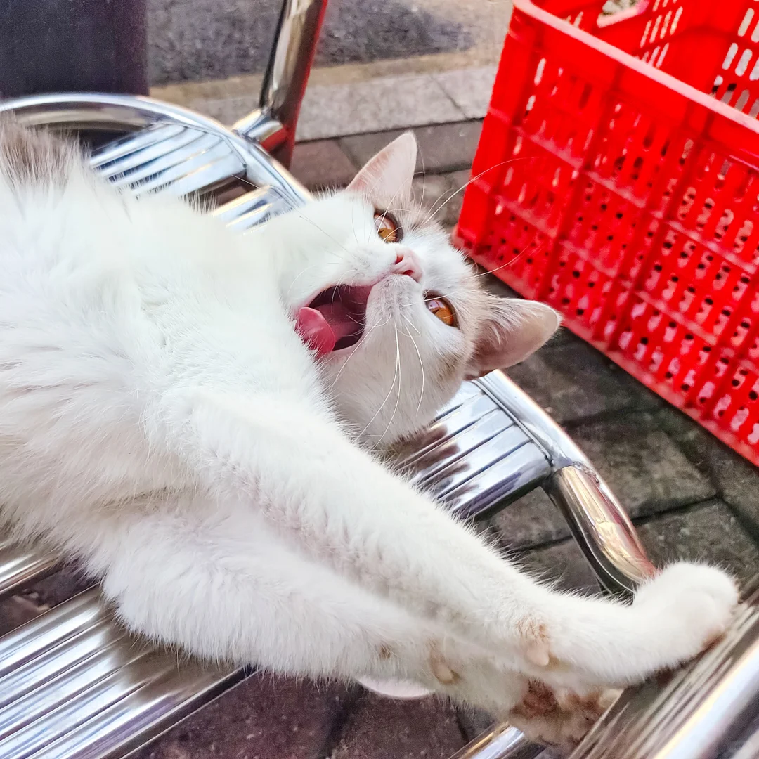 妩媚娇羞于一身