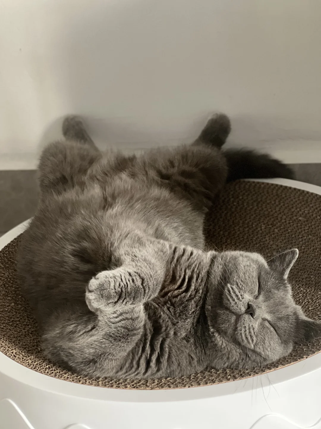 有谁和我家猫一样爱睡这个姿势？