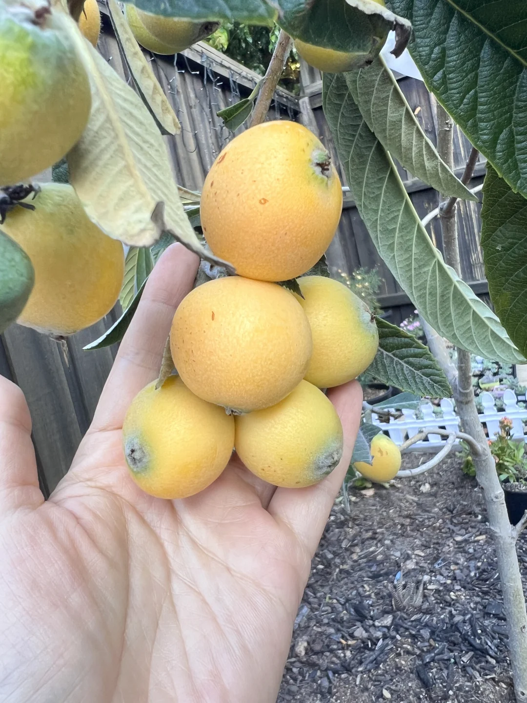 有妈妈在的日子，小花园格外的娇艳！