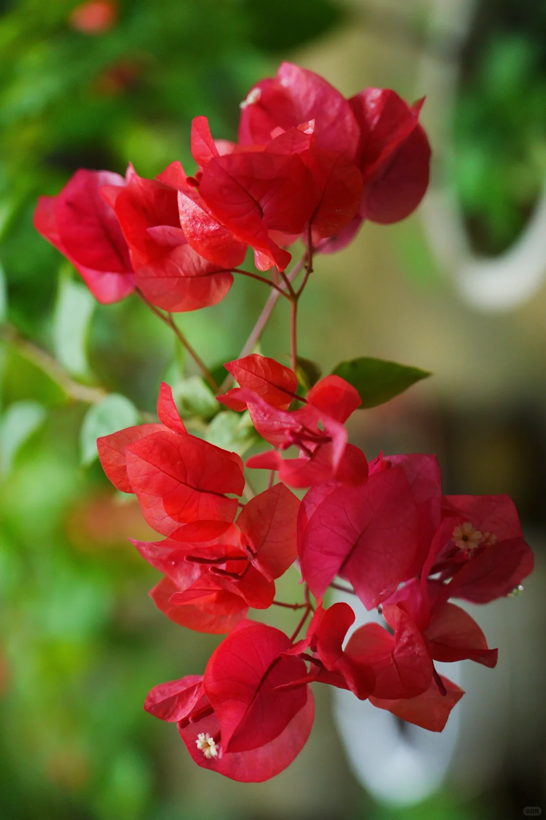 雨，未出门，拍自家的花～