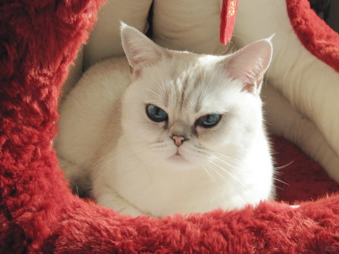 这ccd拍的也太美了吧