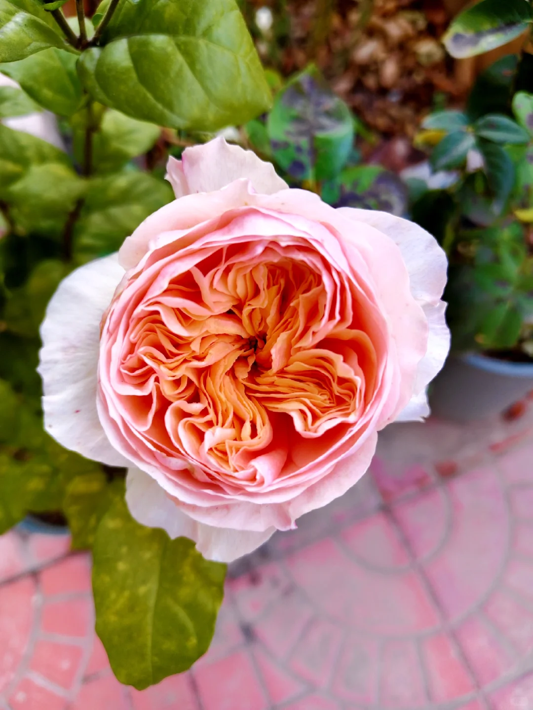 大美女朱丽叶，深秋季节依然娇艳