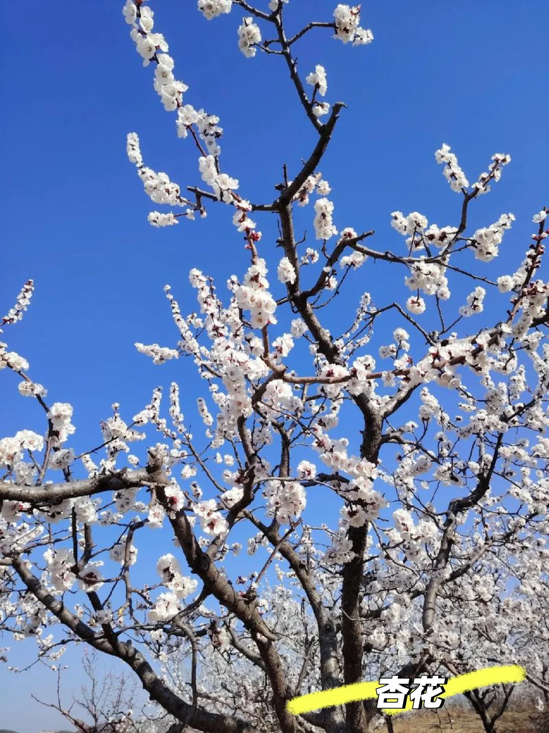樱、桃、梨、李、杏/5款春季姐妹花