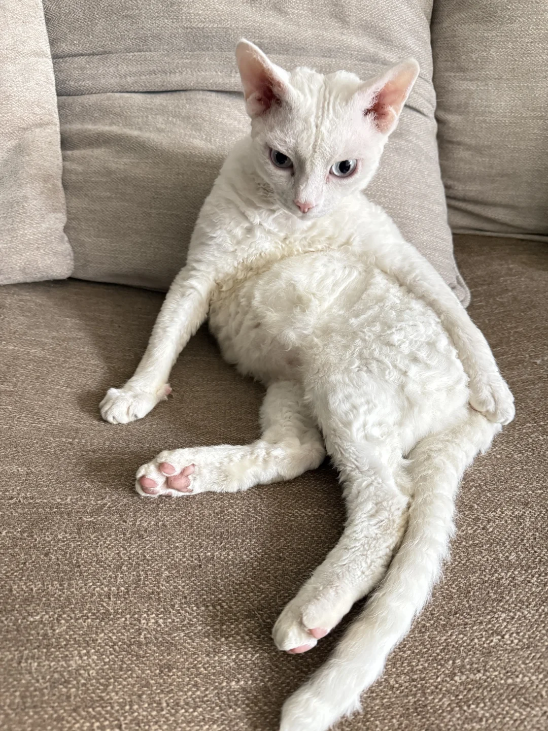 妖娆销魂之小猫🐱