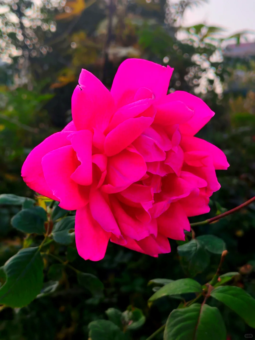 晨光中的月季……